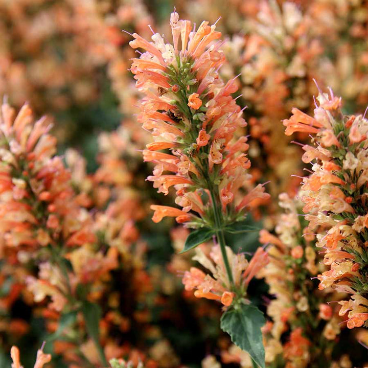 Agastache Flower Seeds for Planting – Heirloom Non-GMO High Germination Organic Garden Seeds