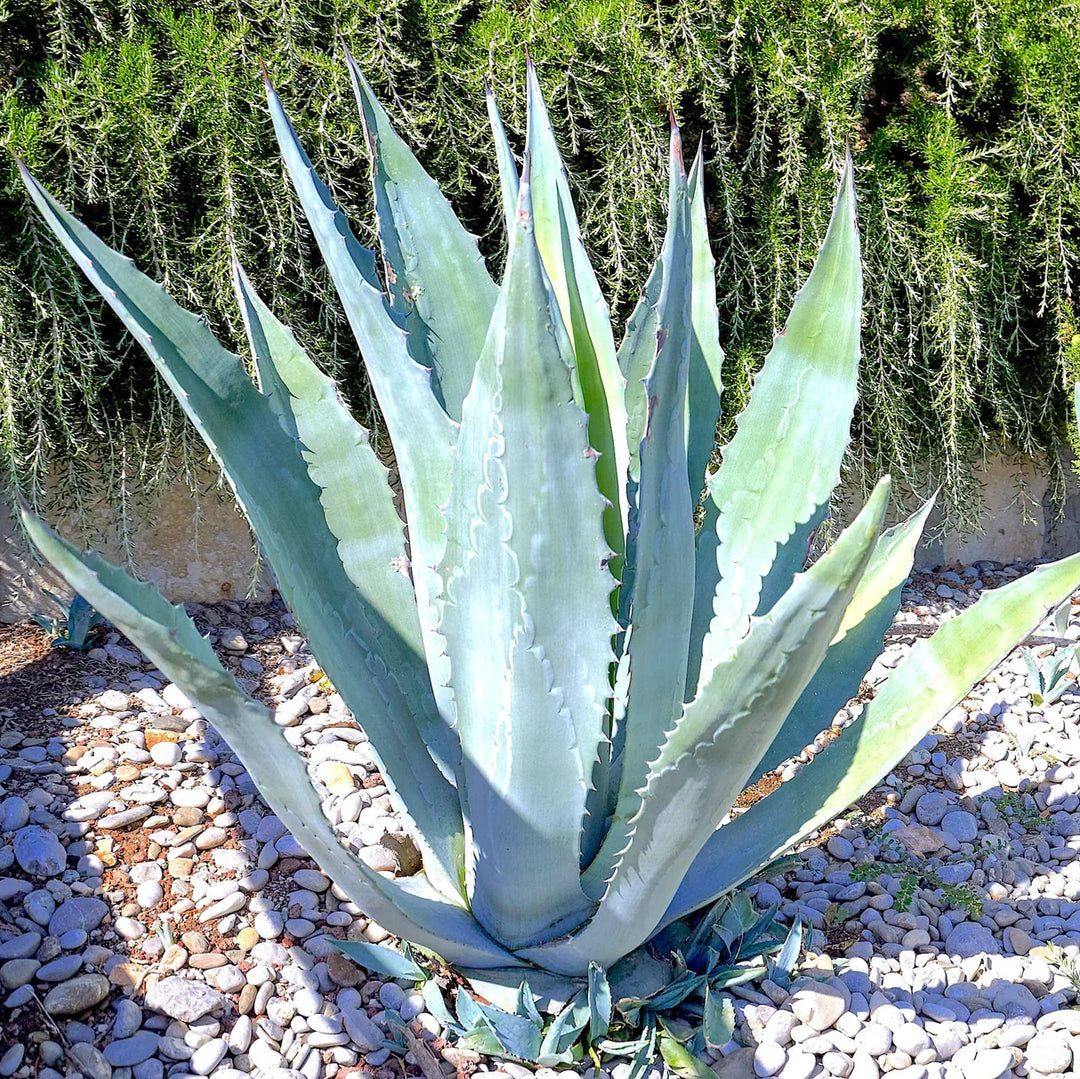 Agave Agave herb seeds