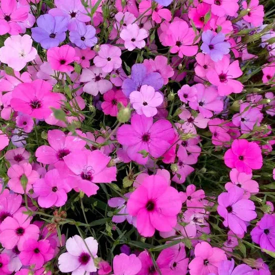 agrostemmacoldtolerantannualherbflowerheirloomnongmohighgerminationorganicgarden flower seeds