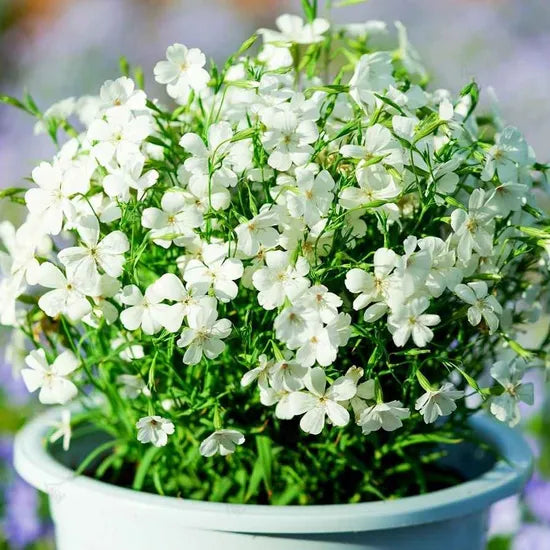 agrostemmaornamentalannualherbflowerheirloomnongmohighgerminationorganicgarden flower seeds