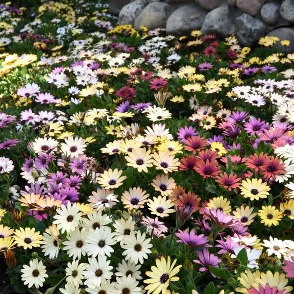 Mix Osteopermum Flower Seeds – Heirloom, Non-GMO, High Germination Seeds