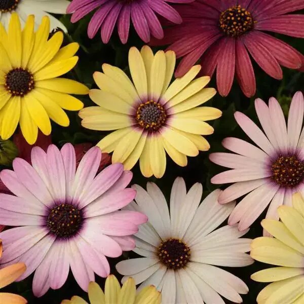 Mixed Daisy Osteospermum Flower Seeds – Heirloom, Non-GMO, High Germination Seeds