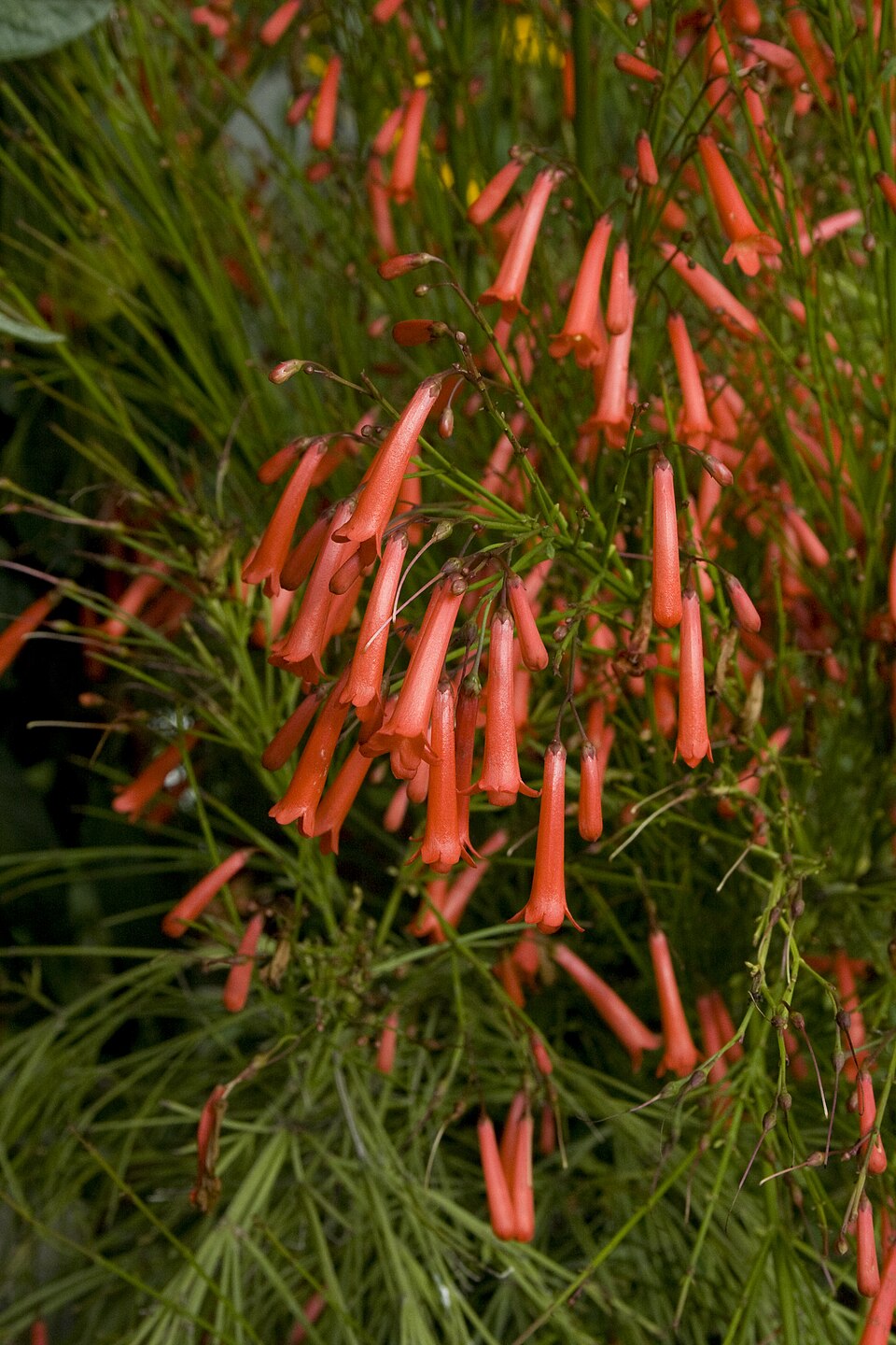 Orange Eccremocarpus Flower Seeds – Heirloom, Non-GMO, High Germination Seeds
