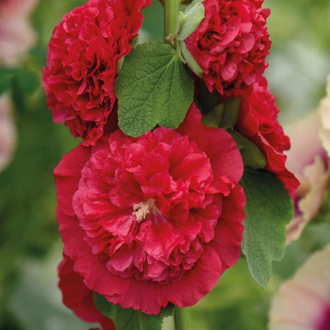 Red Double Petal Hollyhock Flower Seeds – Heirloom, Non-GMO, High Germination Seeds