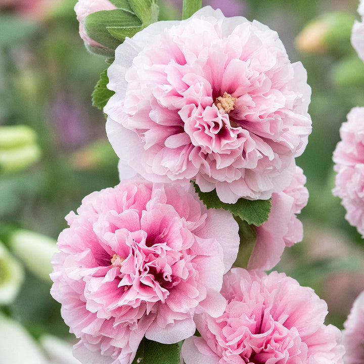Apple Blossom Flower Seeds Light Pink for Planting – Heirloom Non-GMO Organic Garden Seeds