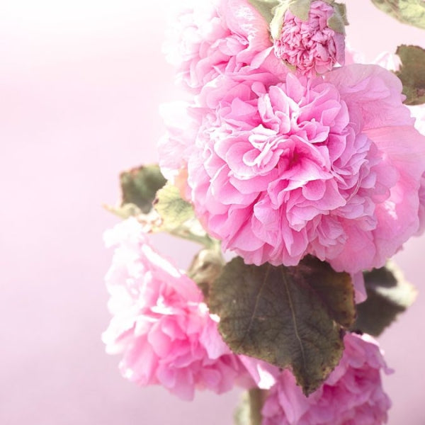 Apple Blossom Flower Seeds Light Pink for Planting – Heirloom Non-GMO Organic Garden Seeds