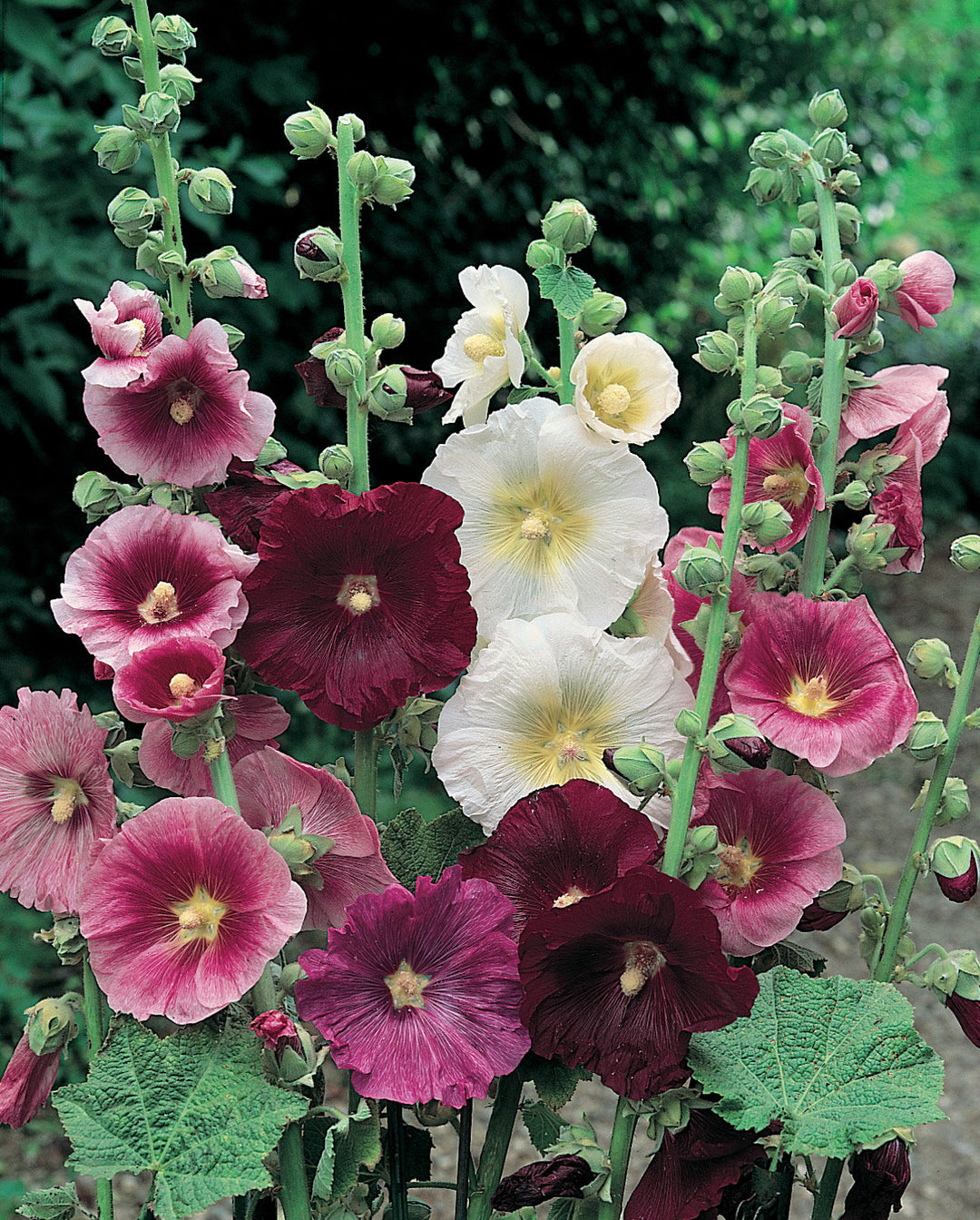 Mix Alcea Ficifolia Flower Seeds – Heirloom, Non-GMO, High Germination Seeds