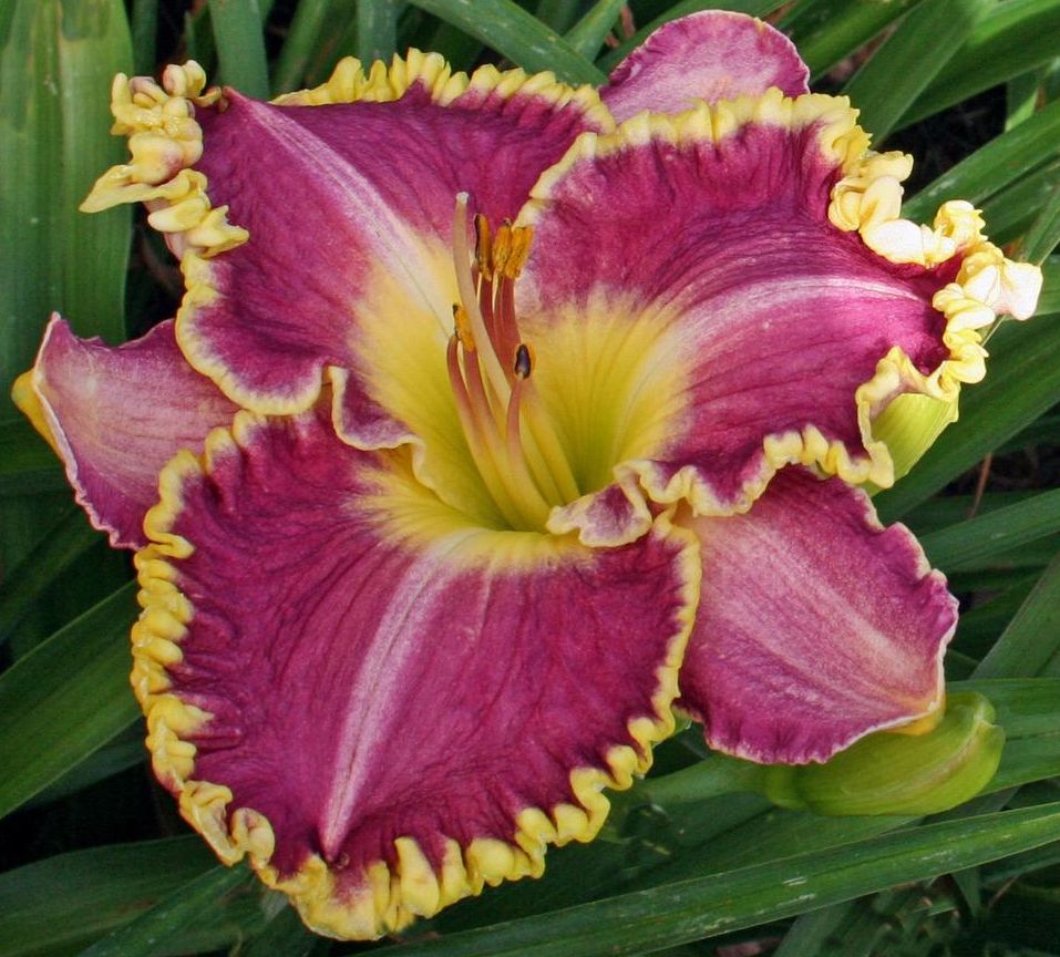 Maroon Yellow Hemerocallis Flower Seeds – Heirloom, Non-GMO, High Germination Seeds