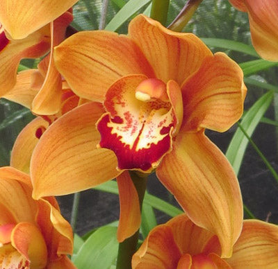 Semillas de orquídea Cymbidium naranja – Variedad tradicional, sin OMG, alta germinación