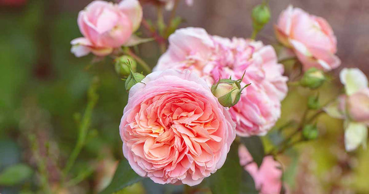 Austin Rose Flower Seeds for Planting – Heirloom Non-GMO High Germination Organic Garden Seeds