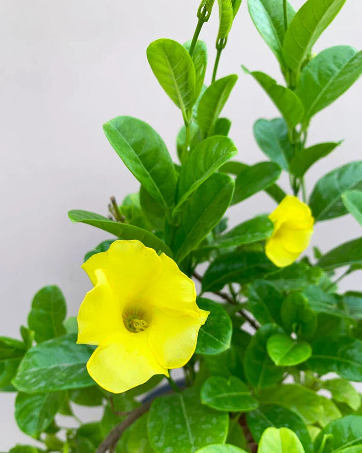 Allamanda Yellow Flower Seeds for Planting – Heirloom Non-GMO High Germination Organic Garden Seeds