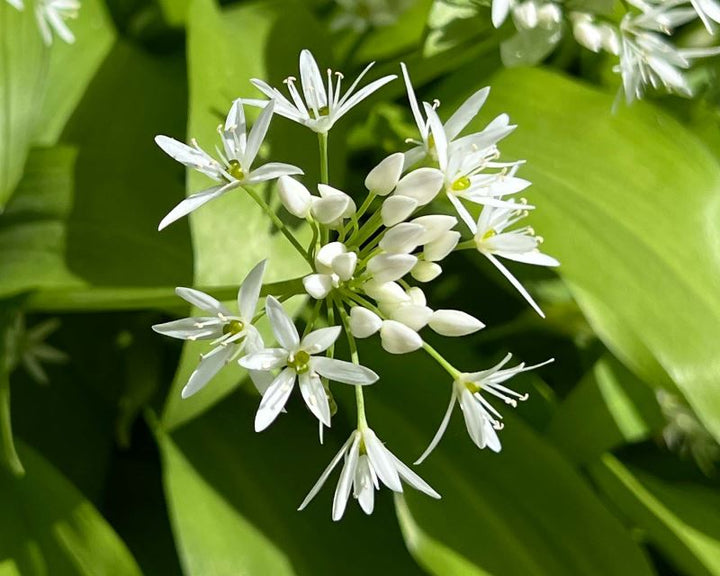 White Ursinum Flower Seeds for Planting – Heirloom, Non-GMO, High Germination