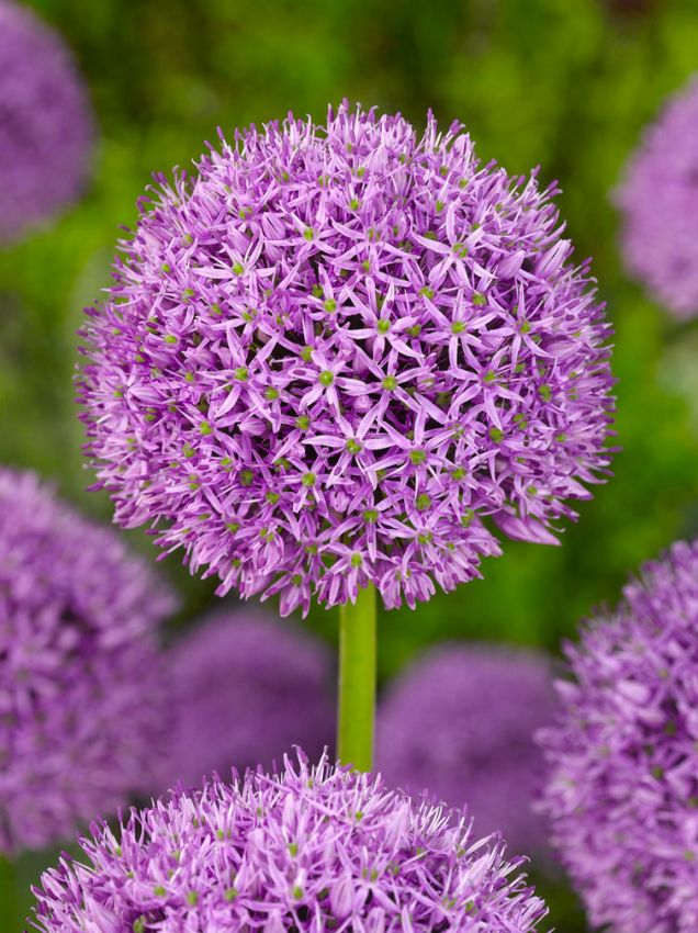 Allium Flower Seeds for Planting – Heirloom Non-GMO High Germination Organic Seeds