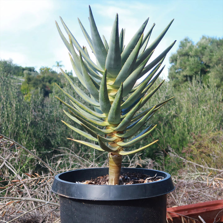 Green Aloe Dichotoma Plant Seeds for Planting | Heirloom Non-GMO High Germination Organic Garden Seeds