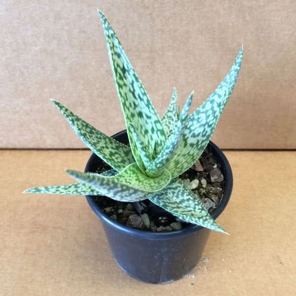 White Succulent herb seeds