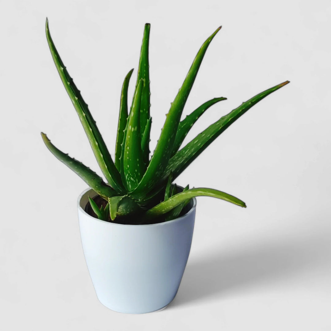 Aloe Aloe herb seeds