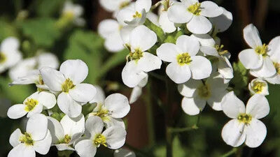 White Organic Cress Flower Seeds for Planting – Heirloom Non-GMO Organic Garden Seeds