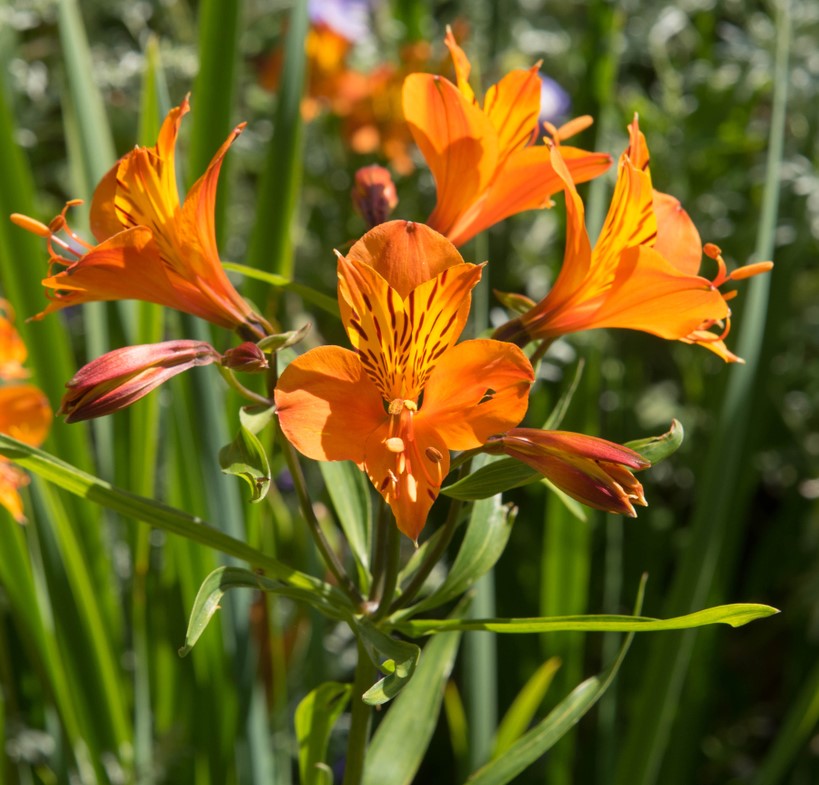 Alstroemeria Flower Seeds for Planting – Heirloom Non-GMO High Germination Organic Garden Seeds