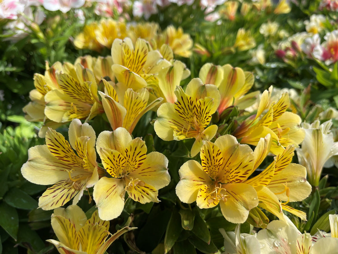 Yellow Alstroemeria Seeds for Planting – Heirloom Non-GMO High Germination Organic Garden Seeds