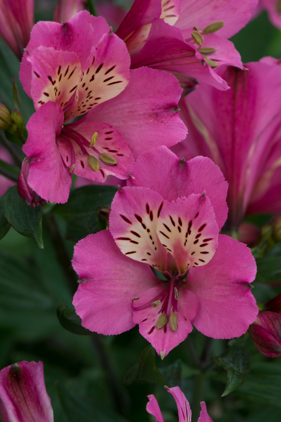 Pink Alstroemeria Flower Seeds for Planting – Heirloom Non-GMO High Germination Organic Garden Seeds