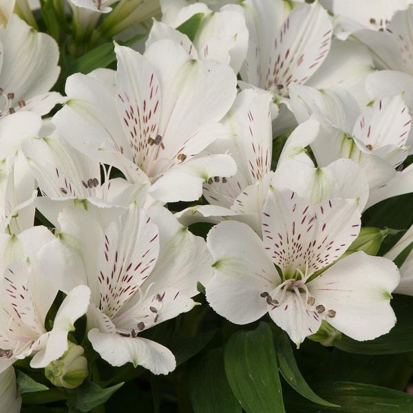 White Alstroemeria Flower Seeds for Planting – Heirloom Non-GMO High Germination Organic Garden Seeds