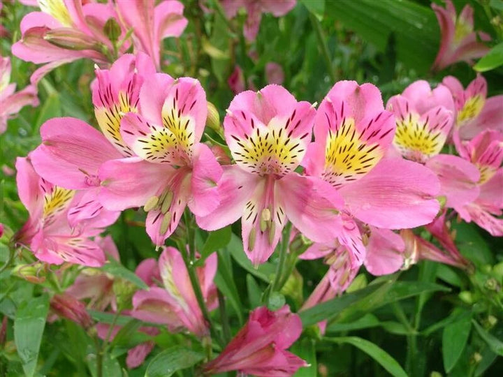 Lily Alstroemeria Flower Seeds Pink – Heirloom, Non-GMO, High Germination Seeds