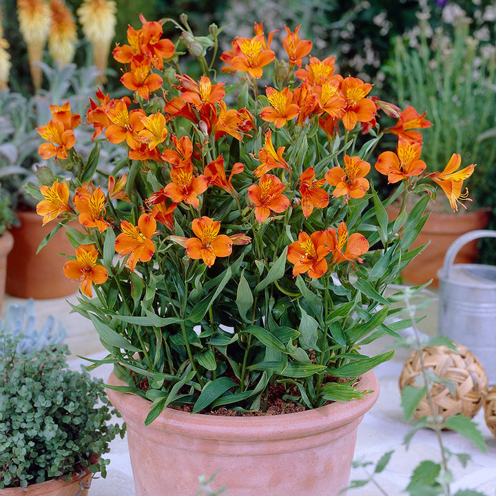Giant Alstroemeria Flower Seeds Orange – Heirloom, Non-GMO, High Germination Seeds