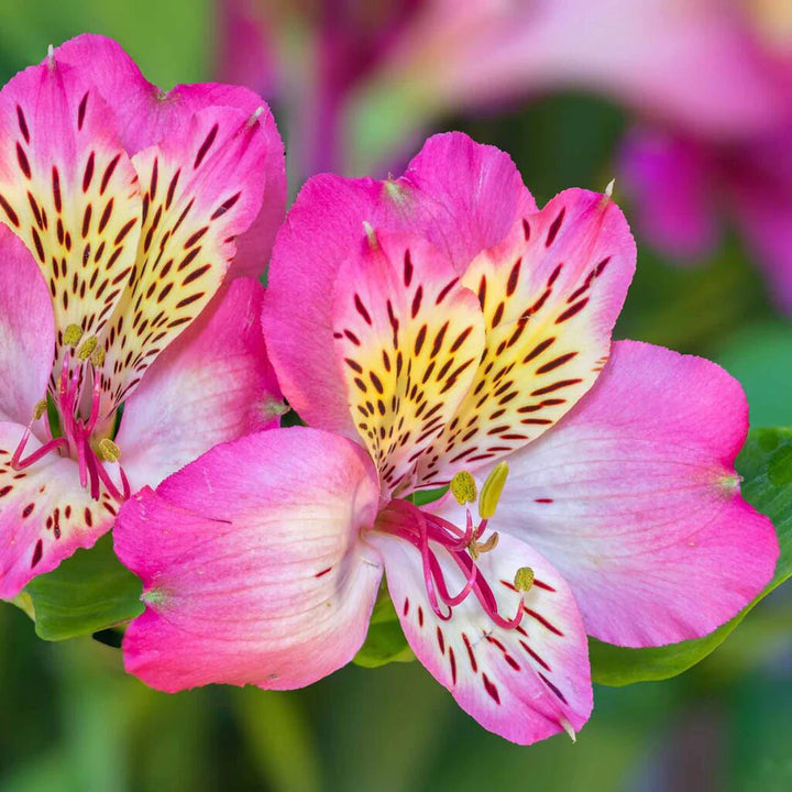 Giant Alstroemeria Flower Seeds Pink For Planting – Heirloom, Non-GMO Seeds
