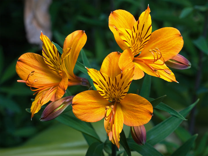 Alstroemeria Flower Seeds for Planting – Heirloom Non-GMO High Germination Organic Garden Seeds