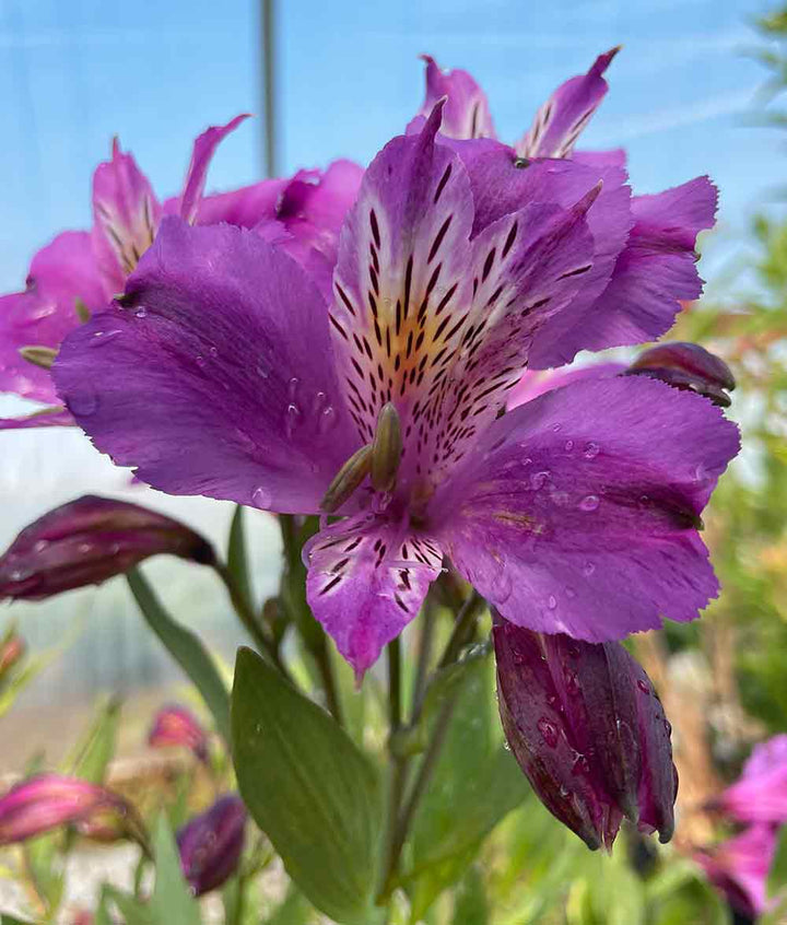 Purple Alstroemeria Flower Seeds for Planting Heirloom Non-GMO High Germination Organic Garden Seeds