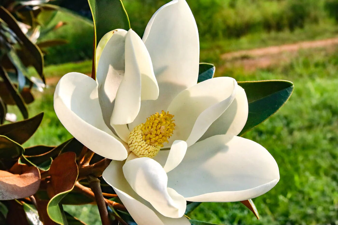 White Magnolia Grandiflora Flower Seeds – Heirloom, Non-GMO, High Germination Seeds