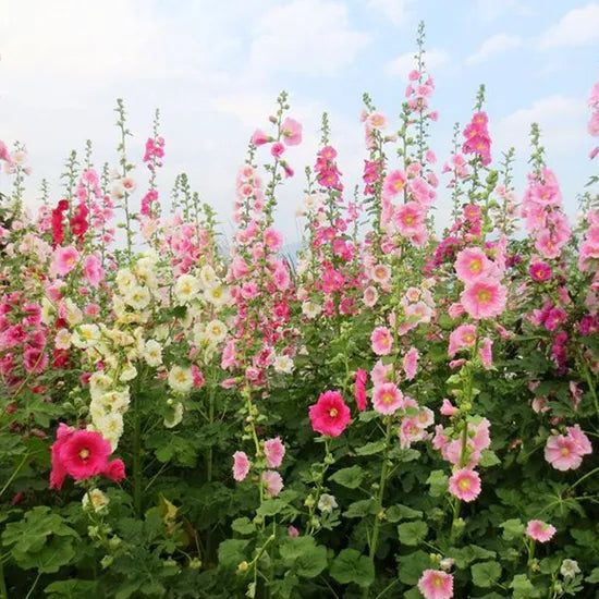 althearoseasunlovingannualherbflowerheirloomnongmohighgerminationorganicgarden flower seeds