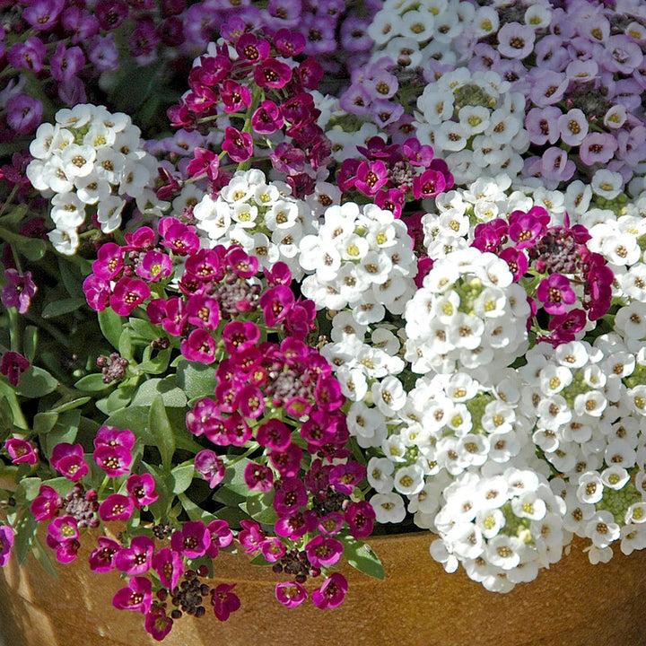 Mixed Alyssum Flower Seeds – Heirloom Non-GMO High Germination Seeds