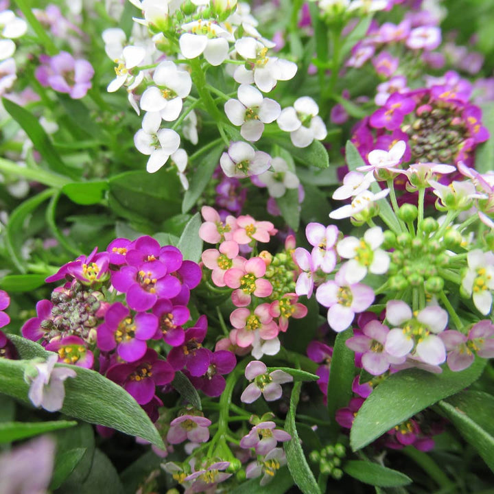 Alyssum Flower Seeds Mixed for Planting – Heirloom Non-GMO High Germination Organic Garden Seeds