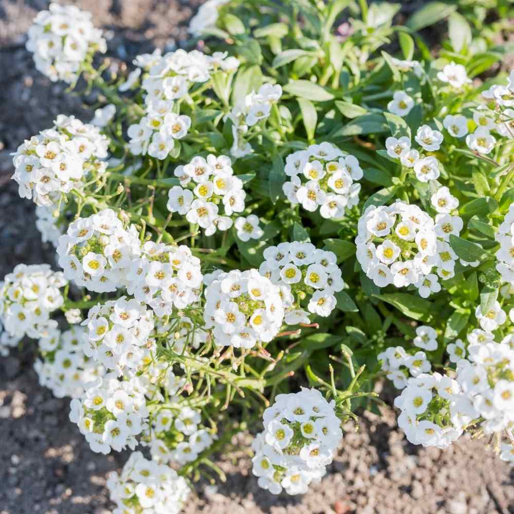 white sweet flower seeds