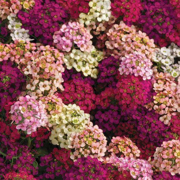 Alyssum Flower Seeds Mixed for Planting – Heirloom Non-GMO High Germination Organic Garden Seeds