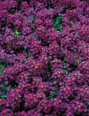 Alyssum Flower Seeds for Planting – Heirloom Non-GMO High Germination Organic Garden Seeds