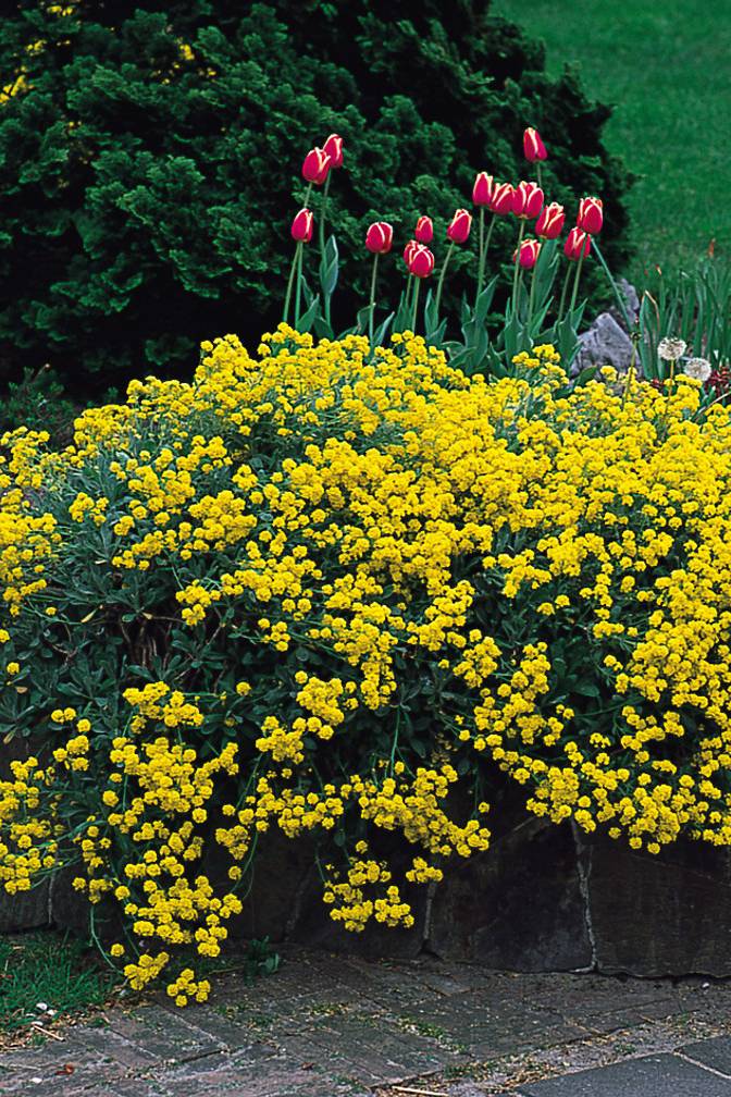 Alyssum Flower Seeds Yellow For Gardening – Heirloom, Non-GMO Seeds