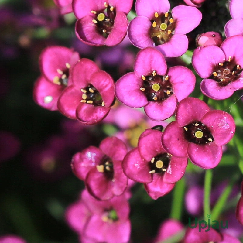Alyssum Flower Seeds Pink for Planting – Heirloom Non-GMO High Germination Organic Garden Seeds