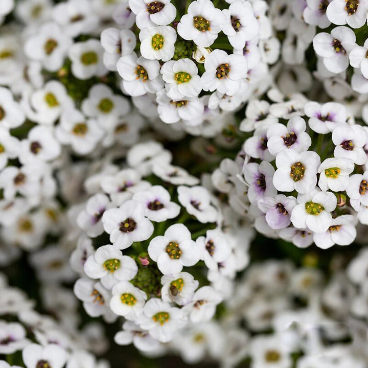 Alyssum Flower Seeds Fresh – Heirloom, Non-GMO, High Germination Seeds