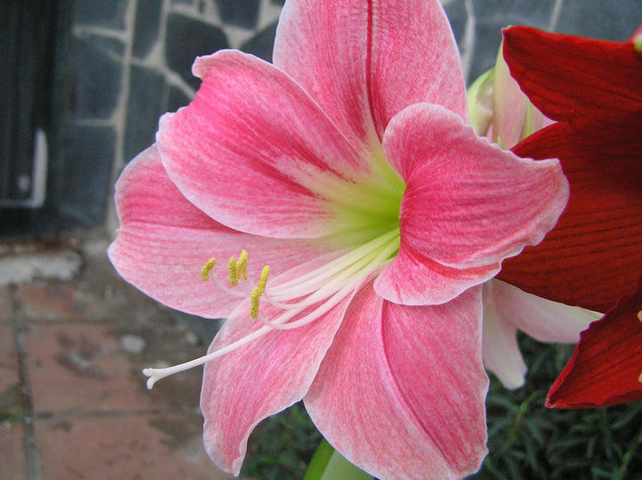 Light Pink Amaryllis Flower Seeds – Heirloom, Non-GMO, High Germination Seeds