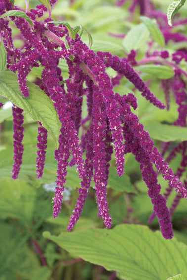 Semillas de flores de amaranto para plantar – Semillas de jardín orgánicas, reliquia, sin OMG, de alta germinación