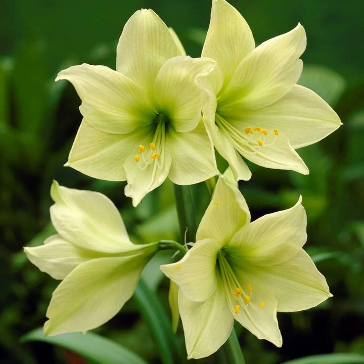 Light Green Amaryllis Flower Seeds – Heirloom, Non-GMO, High Germination Seeds