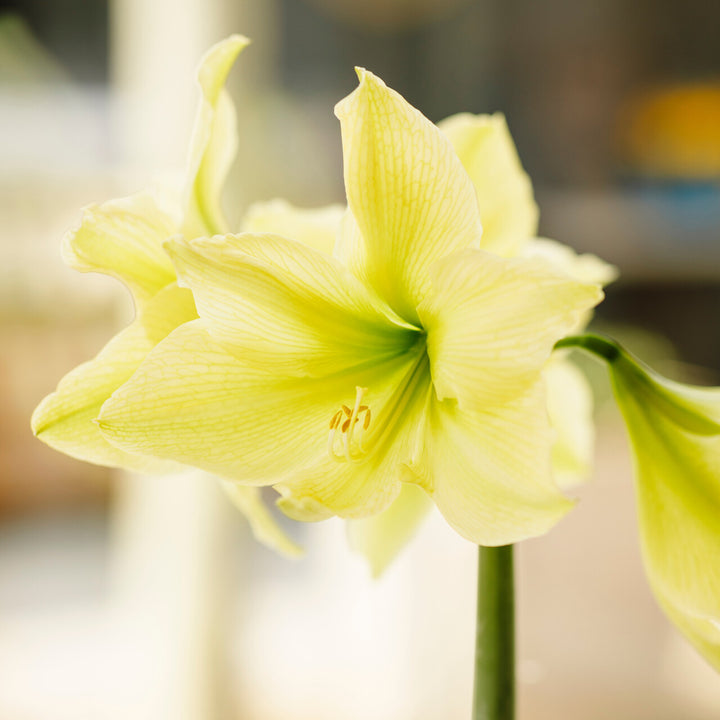 Yellow Amaryllis Flower Seeds for Planting – Heirloom Non-GMO High Germination Organic Seeds