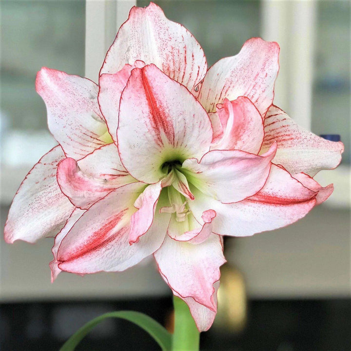 Amaryllis Flower Seeds Pink White for Planting – Heirloom Non-GMO High Germination Organic Seeds