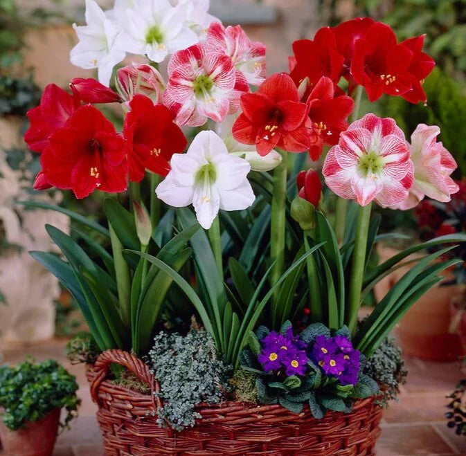 Mixed Amaryllis Flower Seeds for Planting – Heirloom, Non-GMO, High Germination Seeds