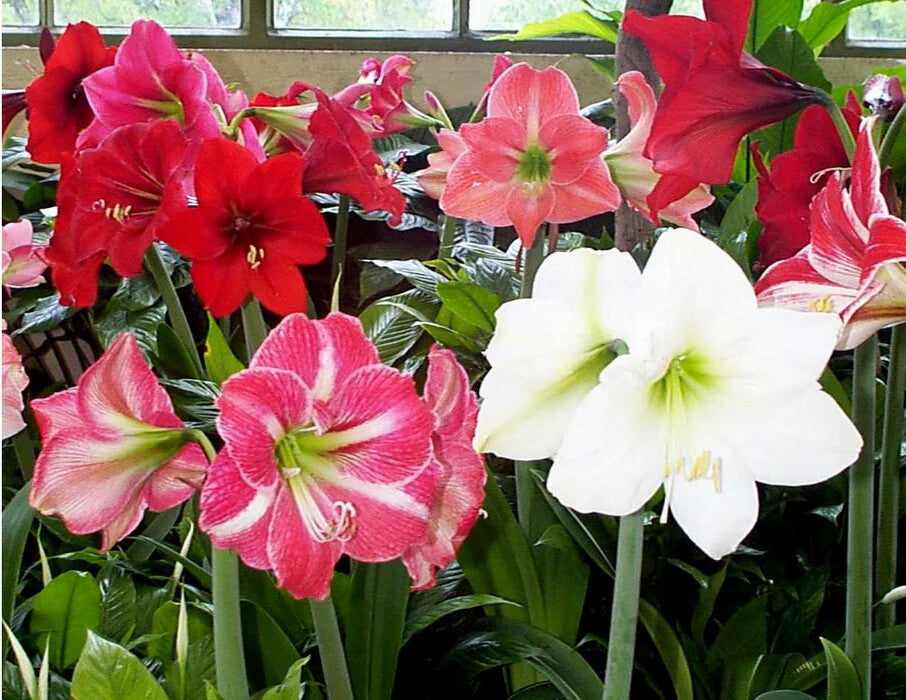 Amaryllis Flower Seeds For Planting Mixed – Heirloom, Non-GMO, High Germination Seeds