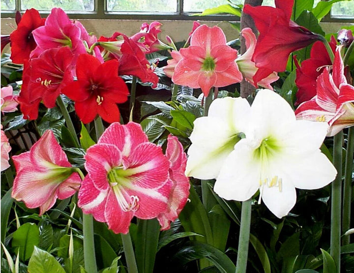 Amaryllis Flower Seeds For Planting Mixed – Heirloom, Non-GMO, High Germination Seeds