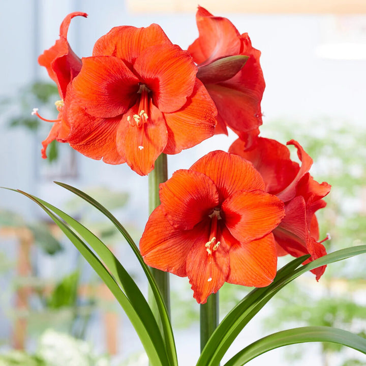 Amaryllis Blumensamen Orange zum Pflanzen – Alte Sorte gentechnikfrei hohe Keimrate Bio-Samen