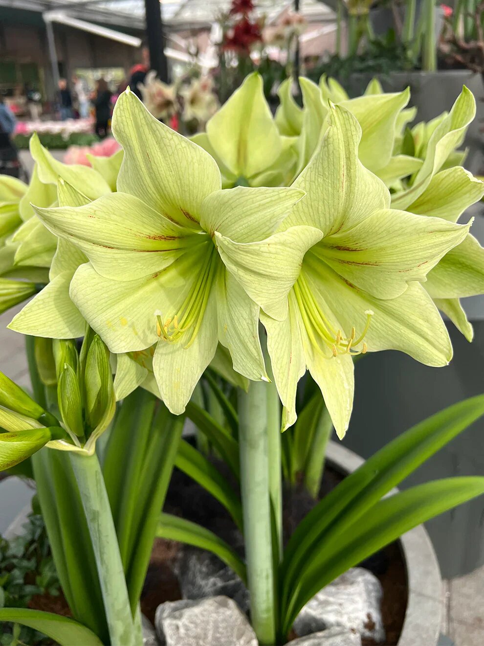 Light Green Amaryllis Flower Seeds – Heirloom, Non-GMO, High Germination Seeds